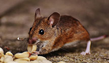 24 Hour & Emergency Exterminators in Maramec, OK